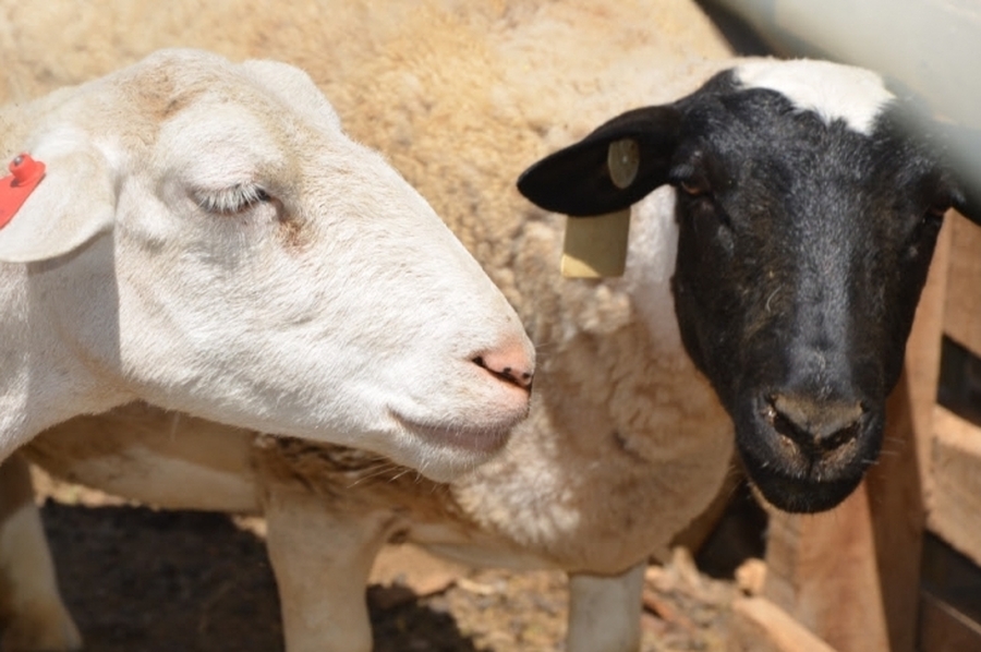 Lanzan convocatoria 2022 para proyectos productivos destinados a financiar la compra de reproductores ovinos, infraestructura e insumos