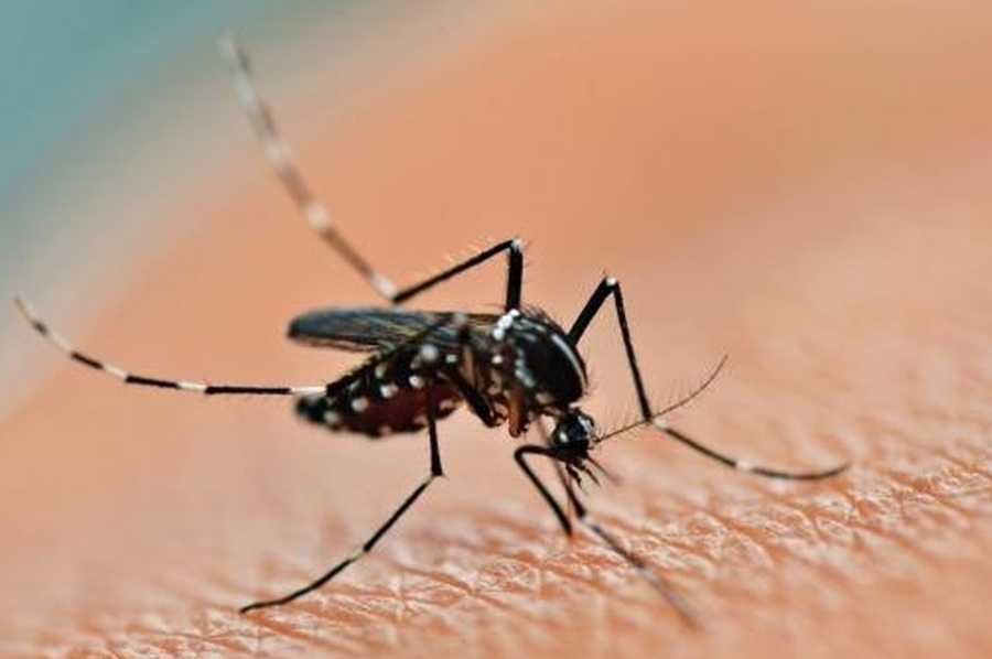 Los casos de dengue volvieron a subir en la provincia, esta semana un 31%