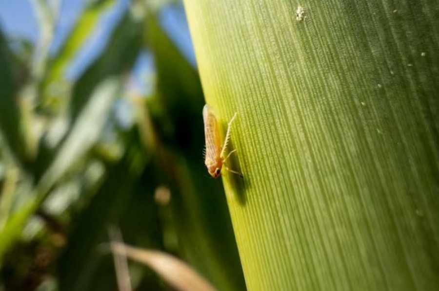 Provincia traza acciones para reducir el impacto de la “chicharrita de maíz” en cultivos santafesinos