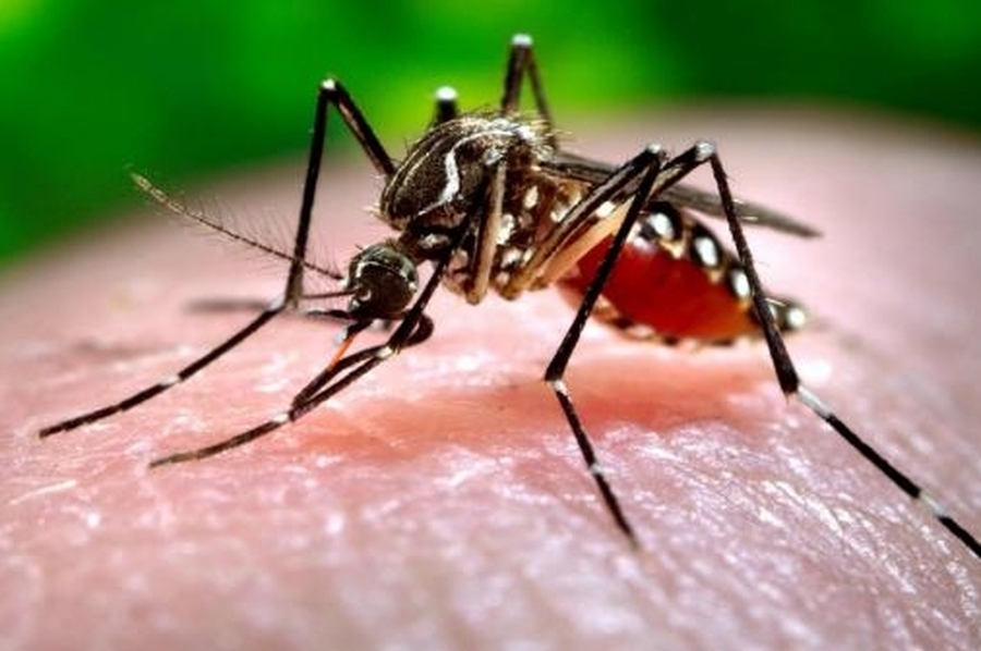 Se registraron 5.838 casos de dengue en Santa Fe y ya hay casos en todos los departamentos de la provincia