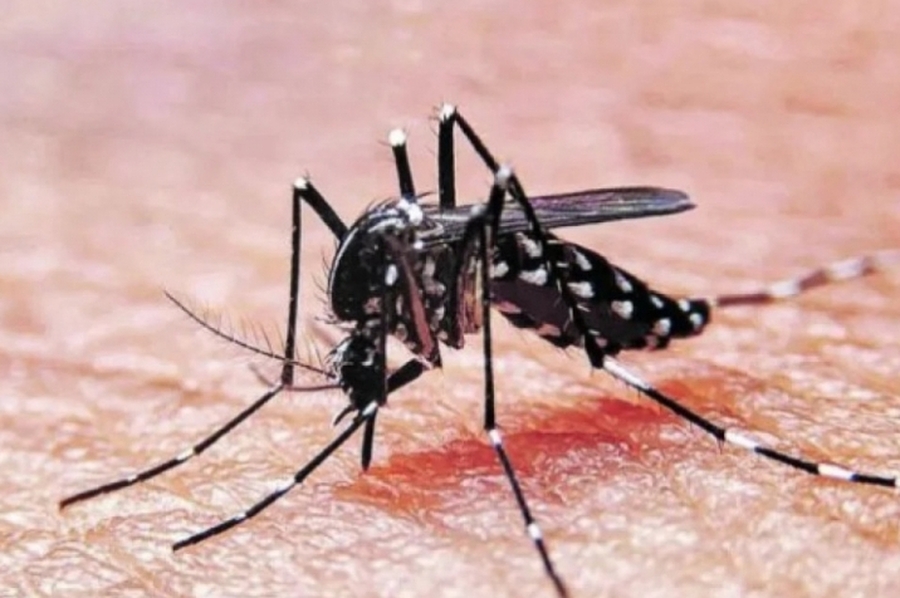 Alerta por dengue en Uruguay: la ministra de Salud afirmó que la situación está 