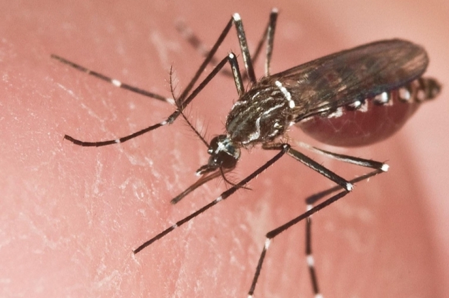 Alerta dengue: Brasil registra un nuevo récord anual de muertes en solo 14 semanas