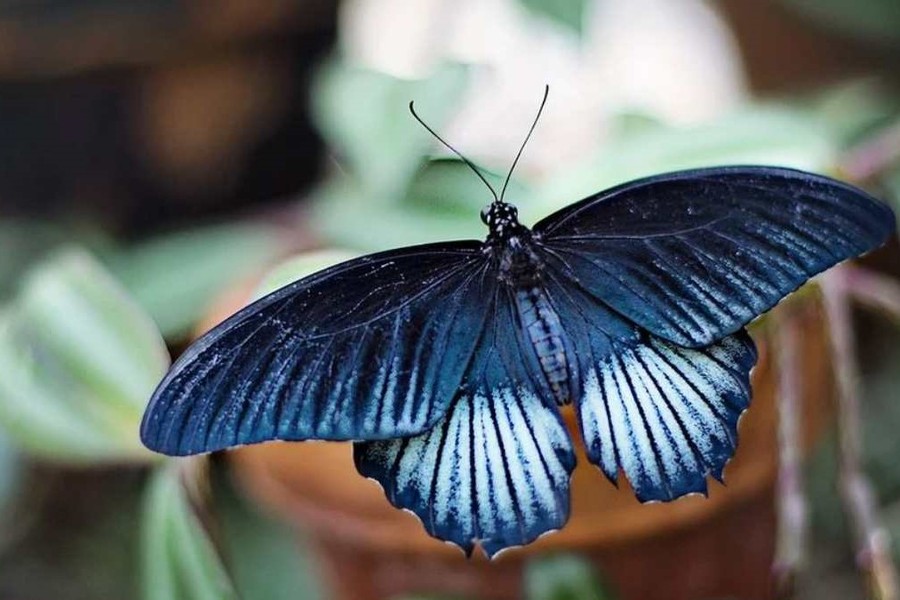 La mariposa azul... La vida está en tus manos...