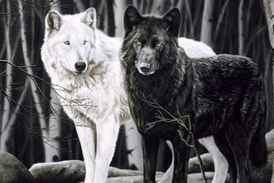 Los 2 lobos del corazón...