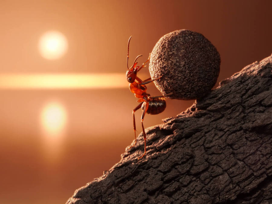 Aprendamos del ingenio de la hormiga...