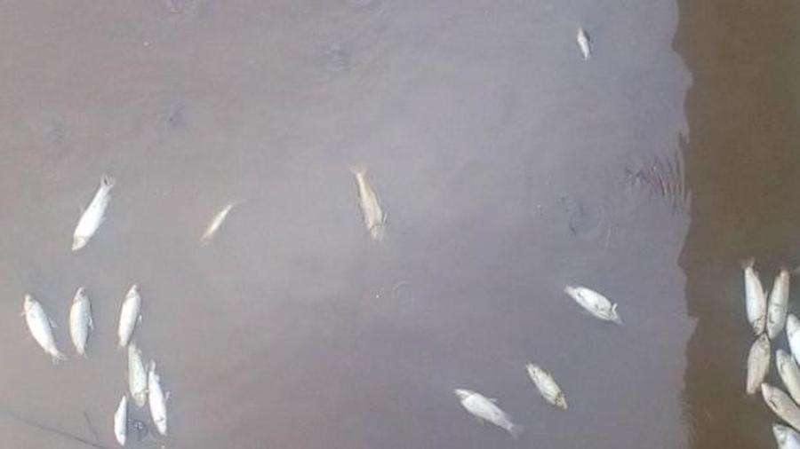 Importante mortandad de peces en el Salado a la altura del puente de la Autopista