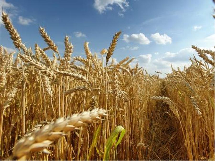 Preocupación de productores santafesinos por los rendimientos del trigo