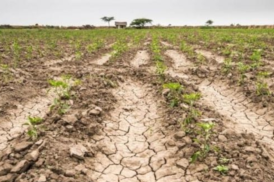 Declararon la emergencia y/o desastre agropecuario para los departamentos del norte