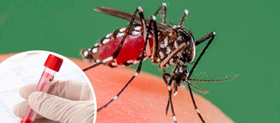 Informe de casos de Dengue en toda la provincia