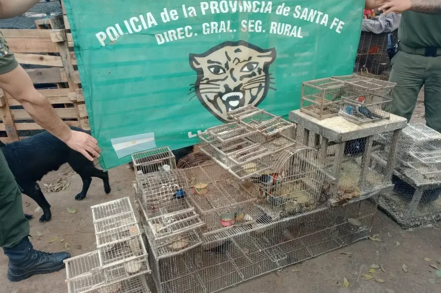 Rescataron más de 20 aves silvestres que estaban en cautiverio en Nueva Lehmann