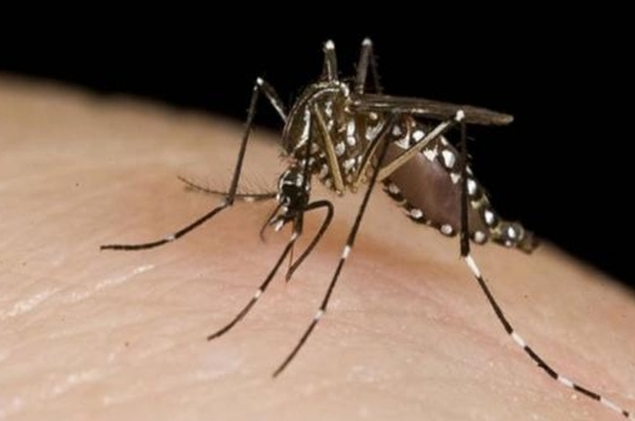 Una mujer falleció por dengue en Paraná