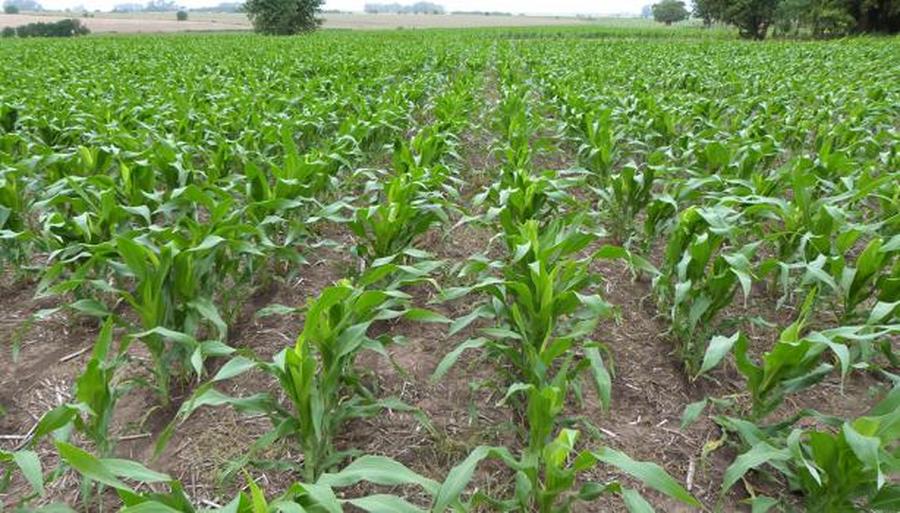 En el centro-norte santafesino se inició la siembra de maíz temprano sobre una superficie similar a la del año anterior