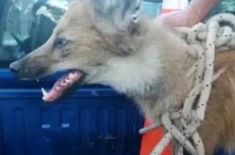 Un animal en peligro de extinción fue rescatado en avenida Gorriti