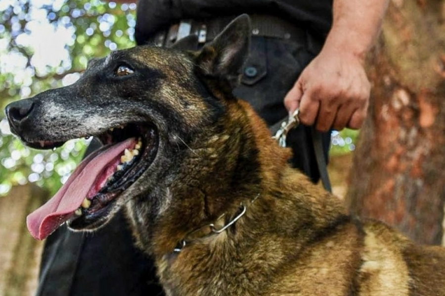 Sección Perros de la Policía de Santa Fe: décadas de servicio a la comunidad cumpliendo misiones en toda la provincia