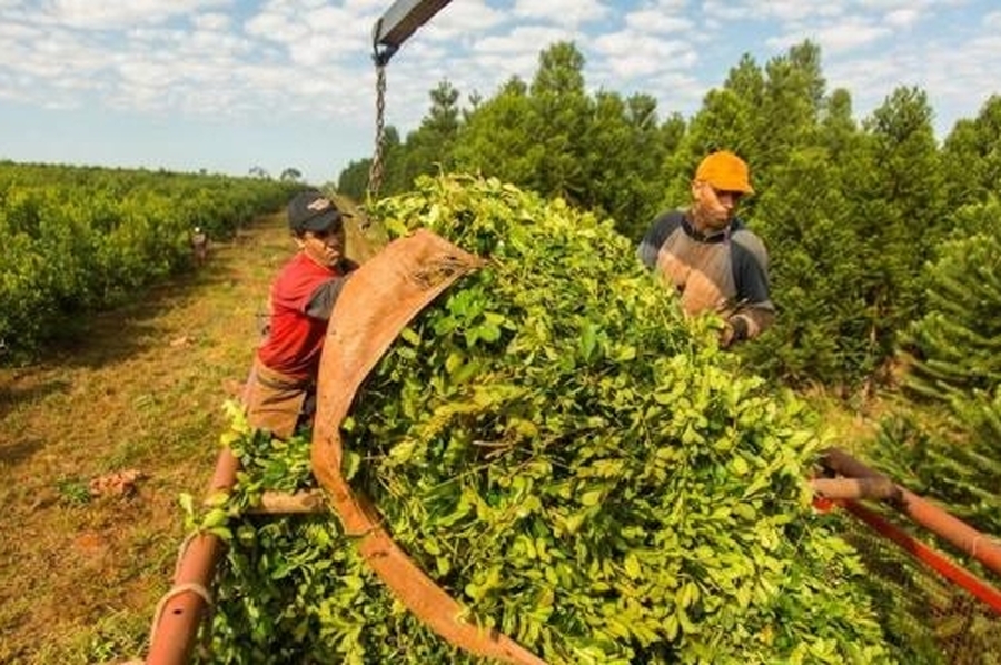 Advierten que más de 52.000 familias yerbateras en Misiones atraviesa una situación compleja