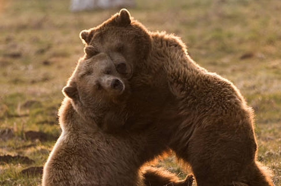 ¿Cuánto hace que no das un abrazo?