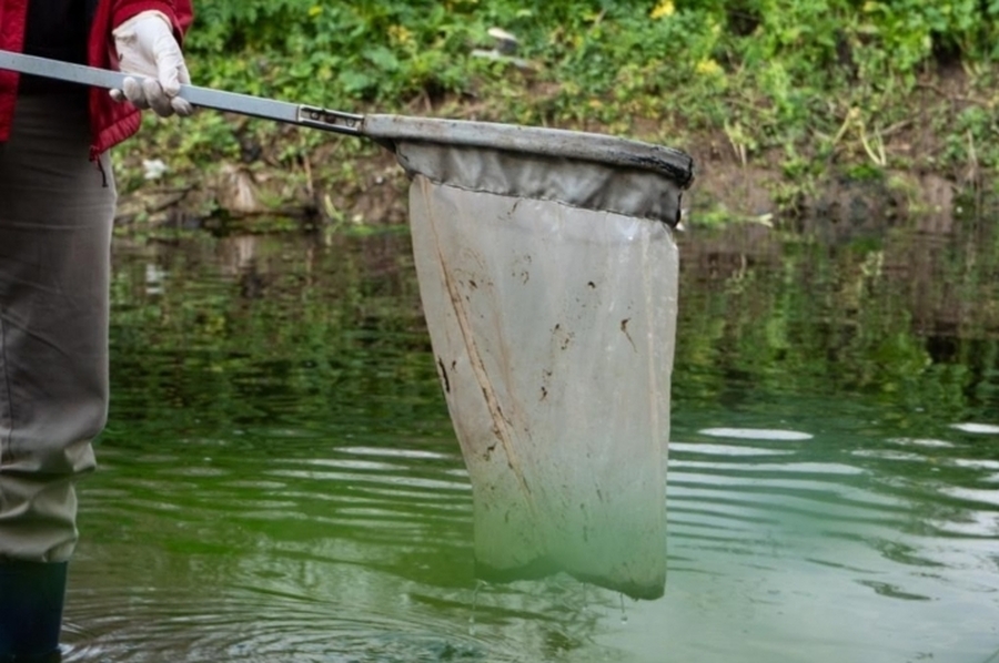 Las intensas lluvias de febrero, posibles causantes de la mortandad de peces en el río Carcarañá