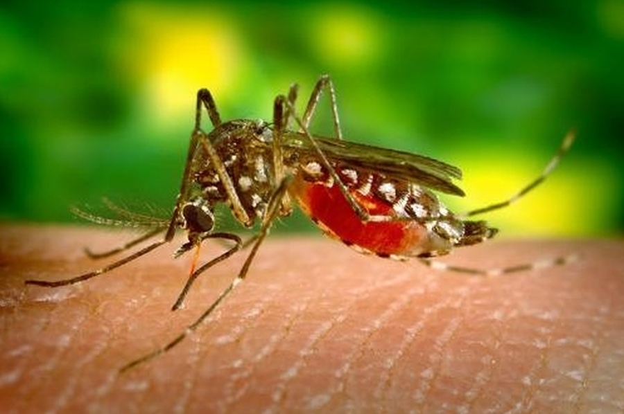 Se confirmaron 10 casos de dengue en Santa Fe