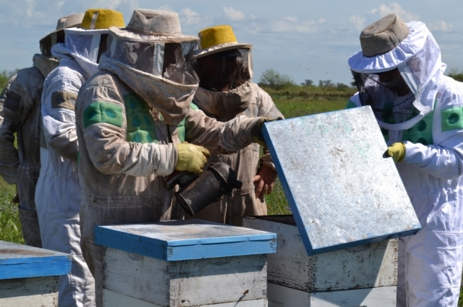 Otorgan créditos sin interés a pequeños productores apícolas