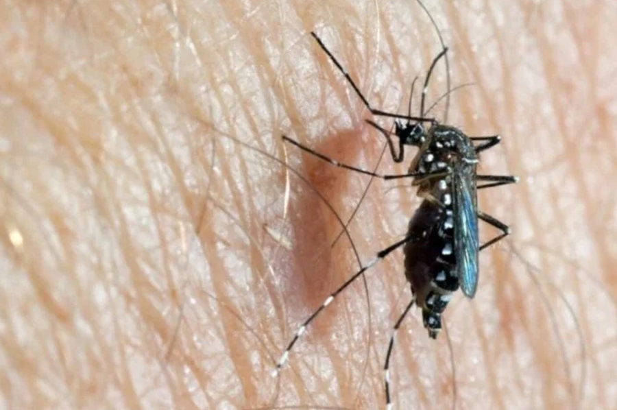 Confirmaron los primeros dos casos de dengue de la temporada en Argentina