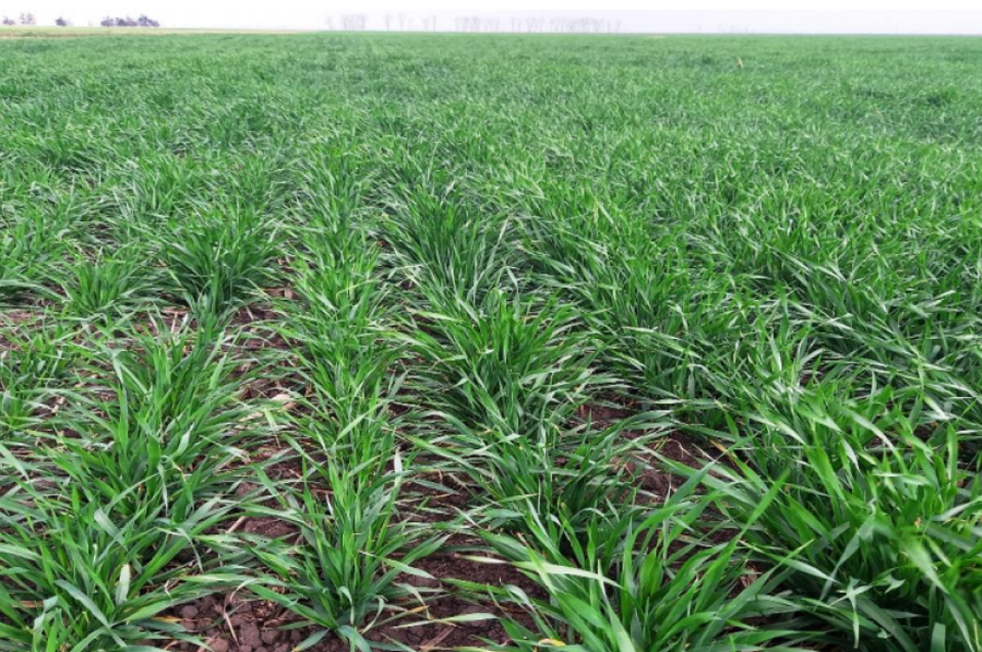 Las lluvias paralizaron las tareas agrícolas en el centro norte de Santa Fe