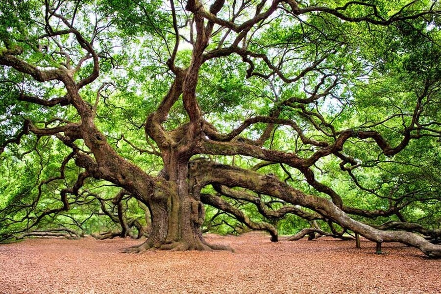 El roble y la enredadera, ¿cuál sos?