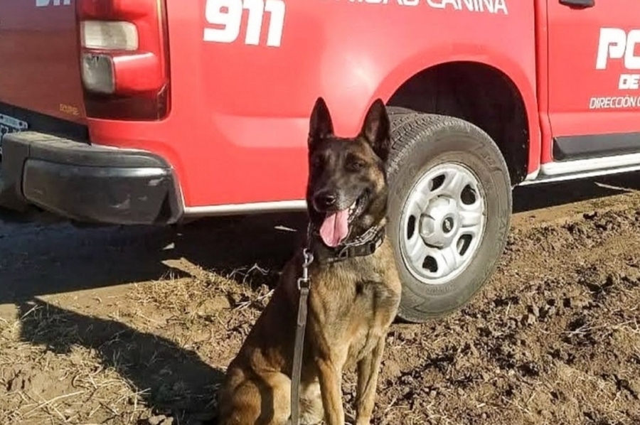 El adiós a Baloo, el perro rescatista que durante diez años fue héroe de los santafesinos