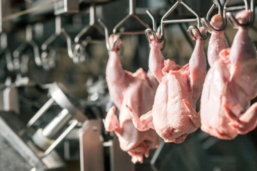 Aumenta el costo de la producción avícola por la quita de retenciones: ¿qué pasará con el precio del pollo?