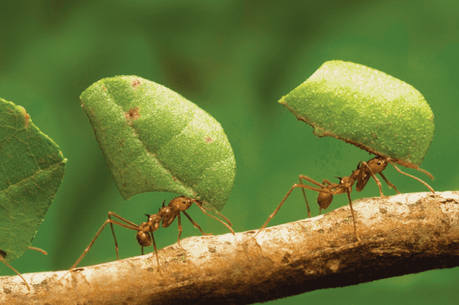Vale imitar el ingenio de la hormiga...
