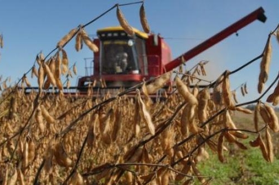 Tendencia a la baja en los rendimientos finales de la soja en Santa Fe