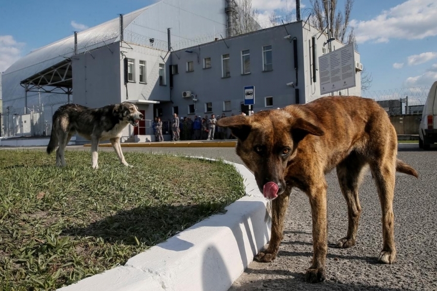 37 años del accidente nuclear en Chernobyl: los perros de la zona, únicos en su especie