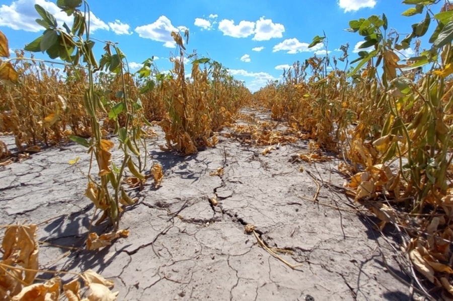 Provincia declaró la emergencia por desastre agropecuario en cuatro departamentos del norte