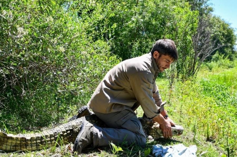 Biodiversidad: Provincia regresó un Yacaré overo a su hábitat natural