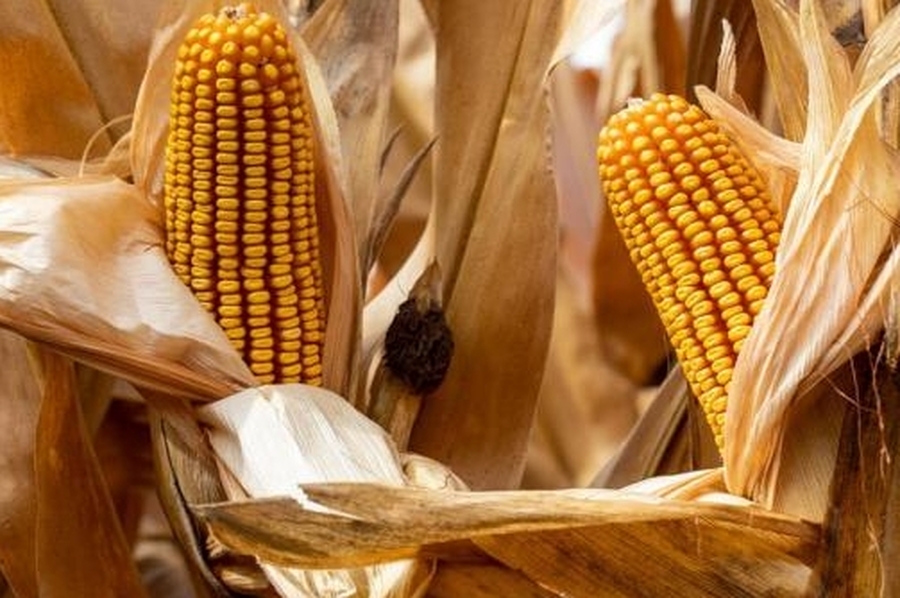 Mejoró el rendimiento del maíz tardío en Santa Fe con un 60% de la cosecha