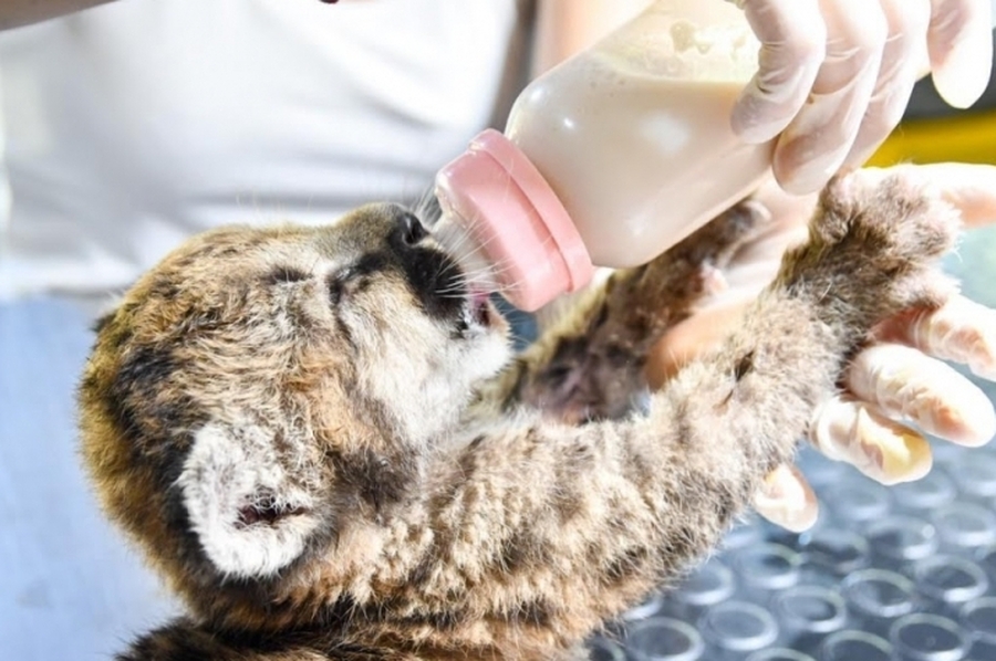 Santa Fe refuerza las sanciones por caza ilegal y delitos contra la fauna