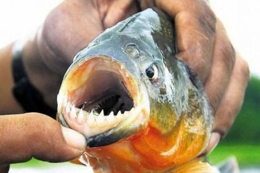 Durante el fin de semana largo más de 20 personas fueron atacadas por palometas en la Setúbal