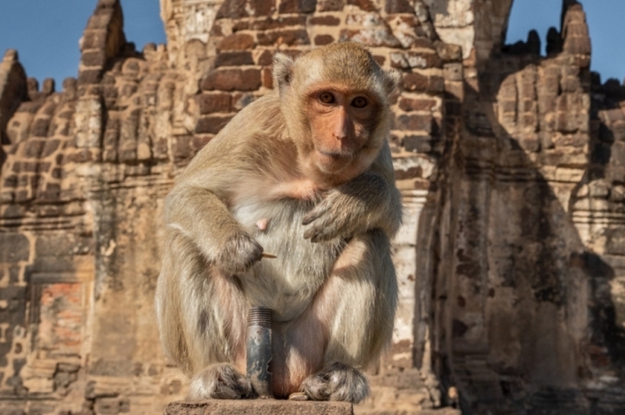 Celebrar a los monos: una ciudad de Tailandia tiene su propio festival para agasajar a sus primates