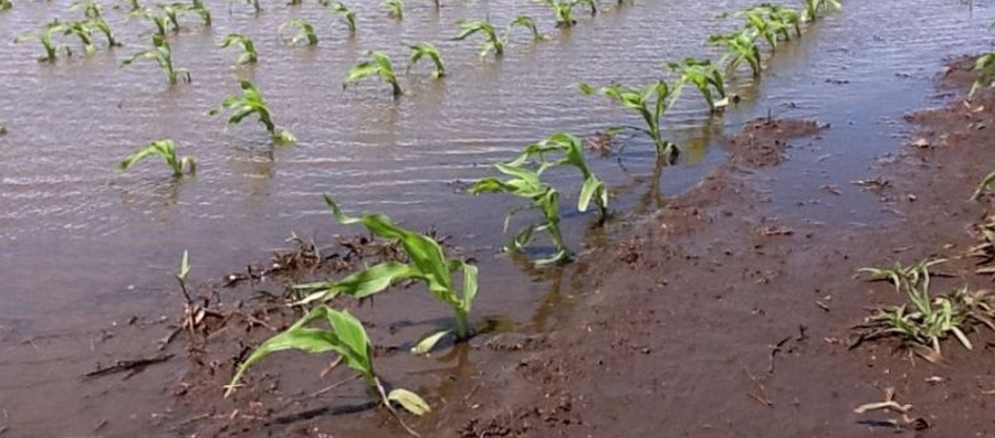 Siembra, suelo y cultivo en las zonas afectadas por las inundaciones del norte