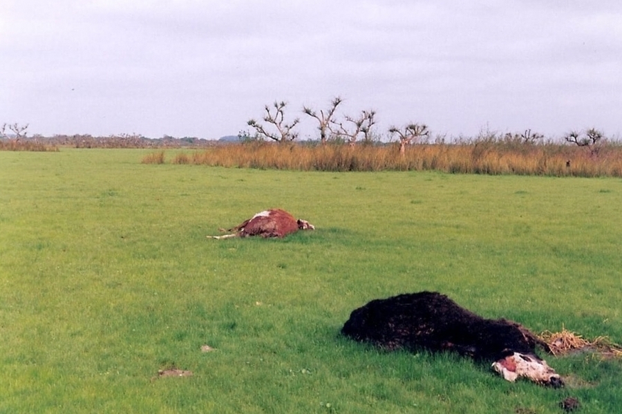 Misteriosas mutilaciones de animales en Santa Fe: temor y desconcierto en el campo