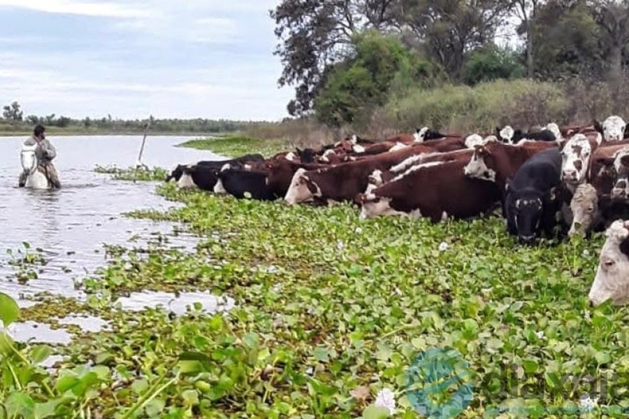 Santa Fe logró trasladar más del 70 % de la hacienda amenazada por la creciente del Paraná