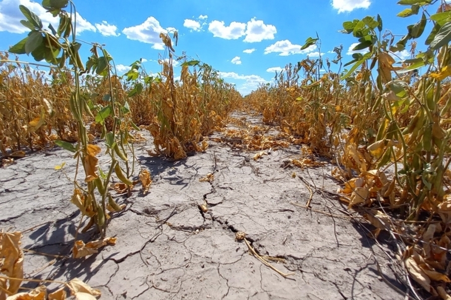 La provincia prorrogó la emergencia agropecuaria por sequía en todo el territorio santafesino