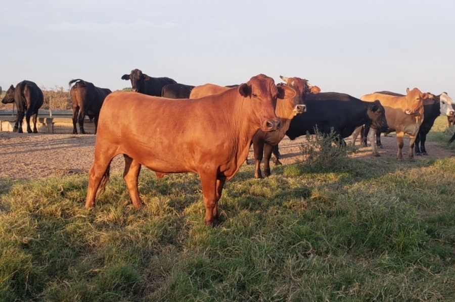 La provincia asiste a pequeños productores de la agricultura familiar del norte provincial