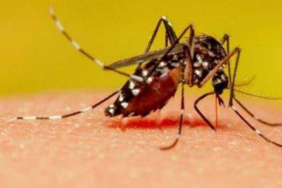 La ANMAT aprobó la vacuna contra el dengue: cuándo llegará al país y cómo será su aplicación