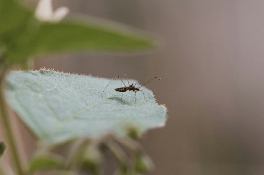 Cuál es el único país del mundo que no tiene mosquitos y no sufre del dengue