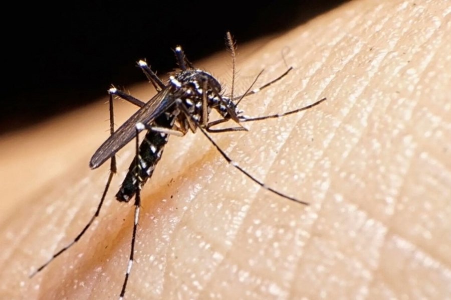 Dengue: un informe nacional admite un escenario de “bajo riesgo” para esta temporada