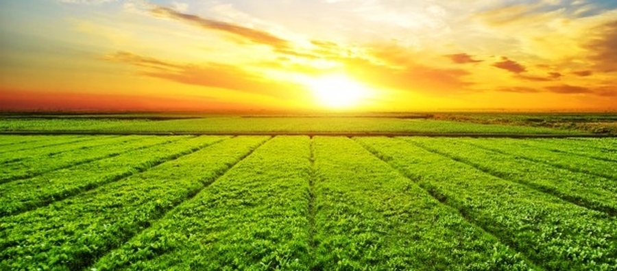 Día del Campo