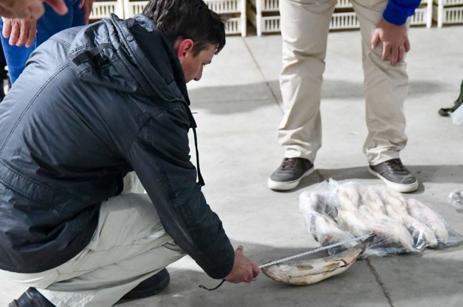 Para evitar el colapso ecológico, Provincia suspenderá por un año el acopio de pescado para exportación