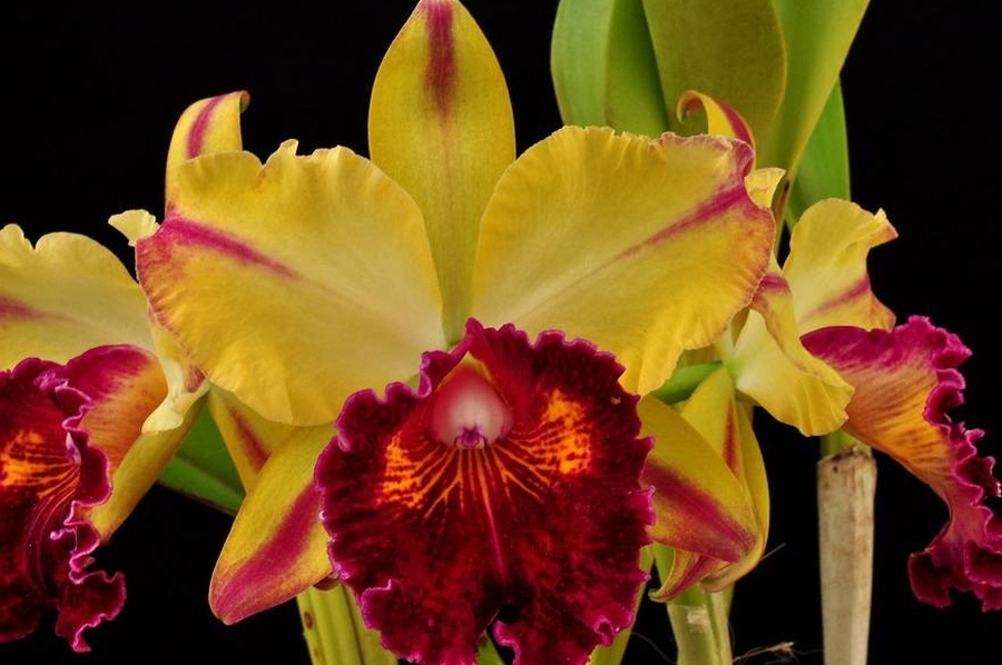 Exposición de Orquídeas del norte santafesino
