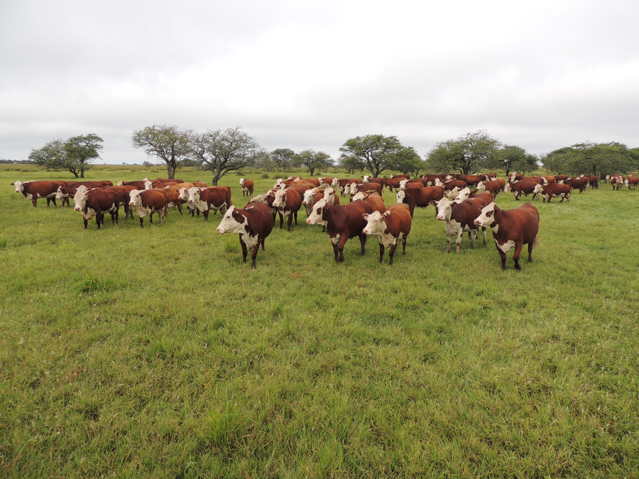 Santa Fe a la vanguardia en la producción de carne bovina a nivel nacional