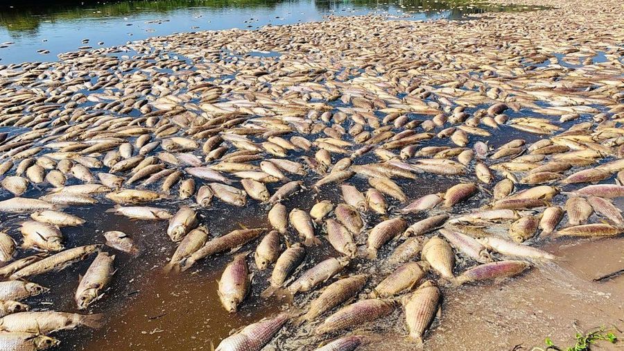 Los estudios y muestras realizados confirman la hipótesis del fenómeno natural en mortandad de peces